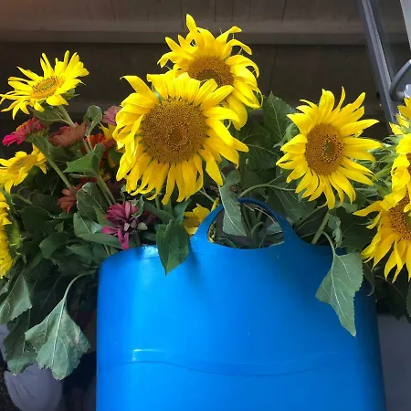 Bed & Breakfast Terre Di Kalia 4*